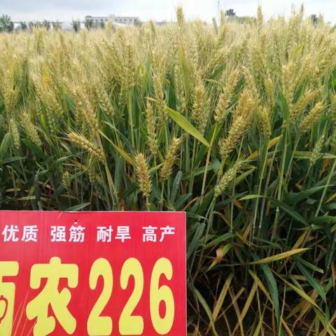 2019年良种技术服务站”三夏“工作汇报