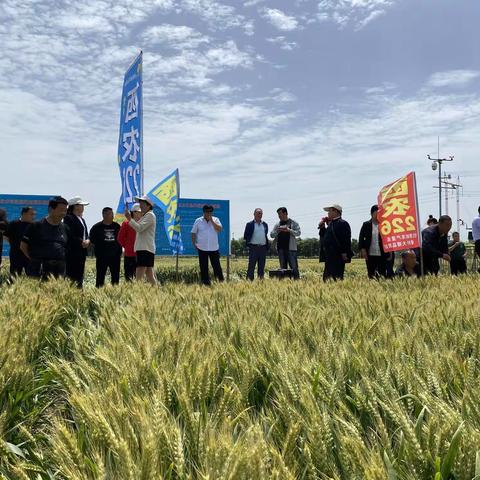 兴平市拉开小麦新品种观摩序幕