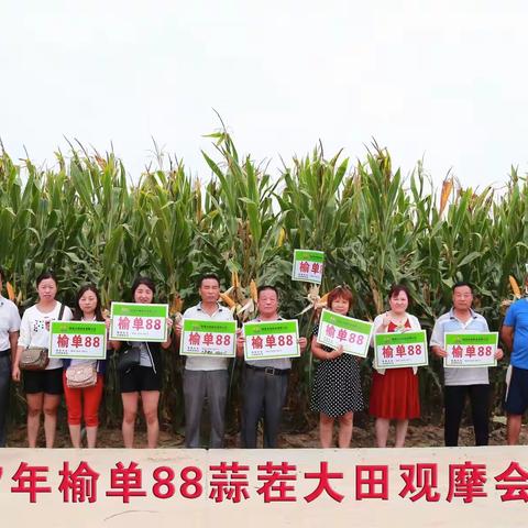 榆单88蒜茬及早夏播种植大田表现