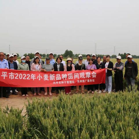 【解放思想谋发展 转变作风办实事】兴平市2022年小麦新品种现场观摩会圆满召开