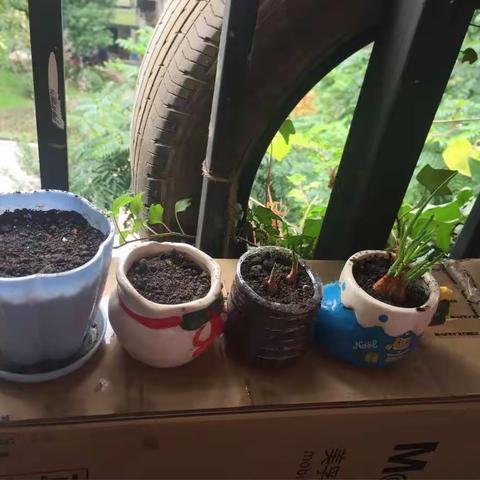 一个漫长的发芽过程。