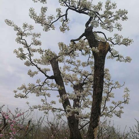 平原县探花庄园一一梨花