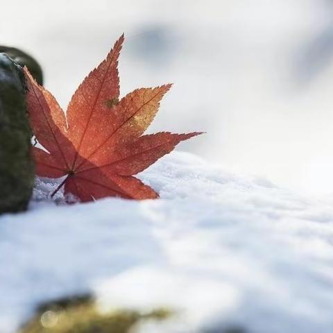 春华秋实，夏蝉冬雪，工行薛城支行营业室专“鼠”萌宝贺岁来啦