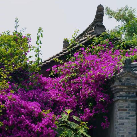 阆中研学旅行图集
