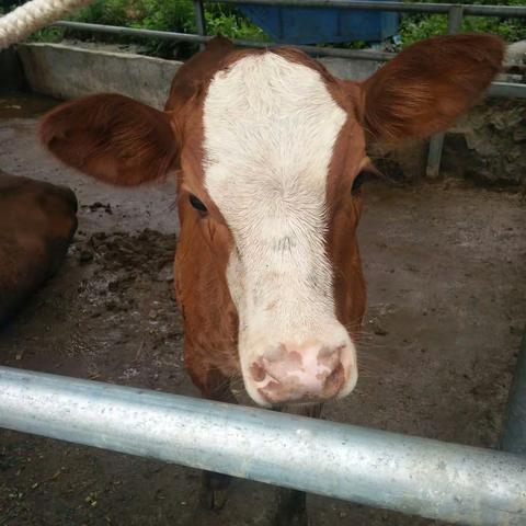 肉牛育肥技术――（2022年7月20日走访养牛户记）