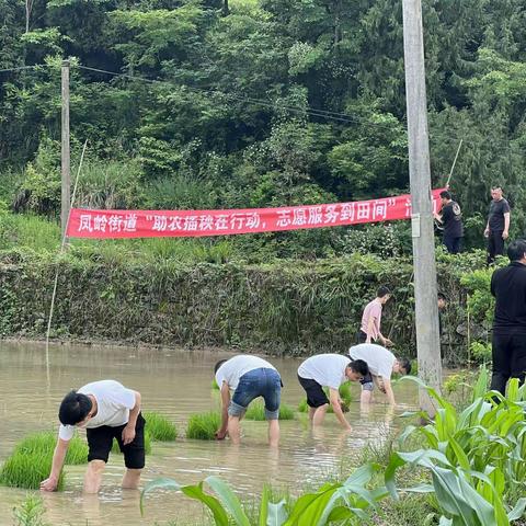 农技人员创新创业服务行动在田间