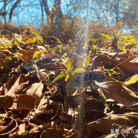 早上去爬的梧桐山，下午四点多下到山顶。很累腿很疼，估计明天走不了路了。中间发生了一点小插曲，但不碍