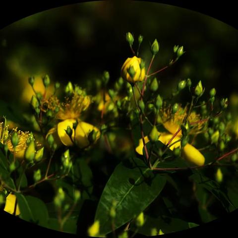 风月无边关不住 金丝万缕吐相思