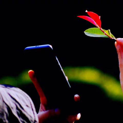 花、叶争冬，留住城市秋色，迎接初冬