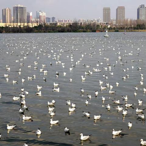 这里的海鸥静悄悄