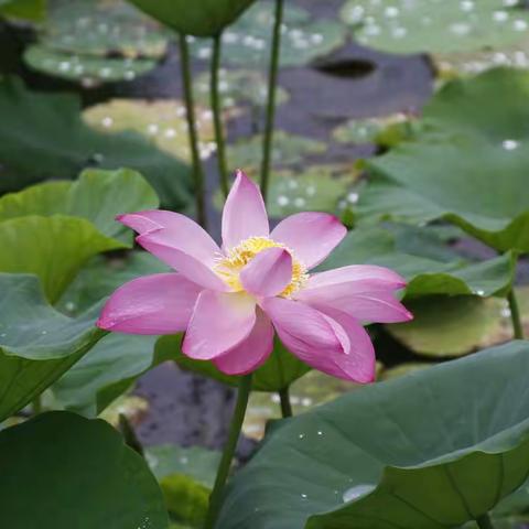 滴答听雨声的美篇
