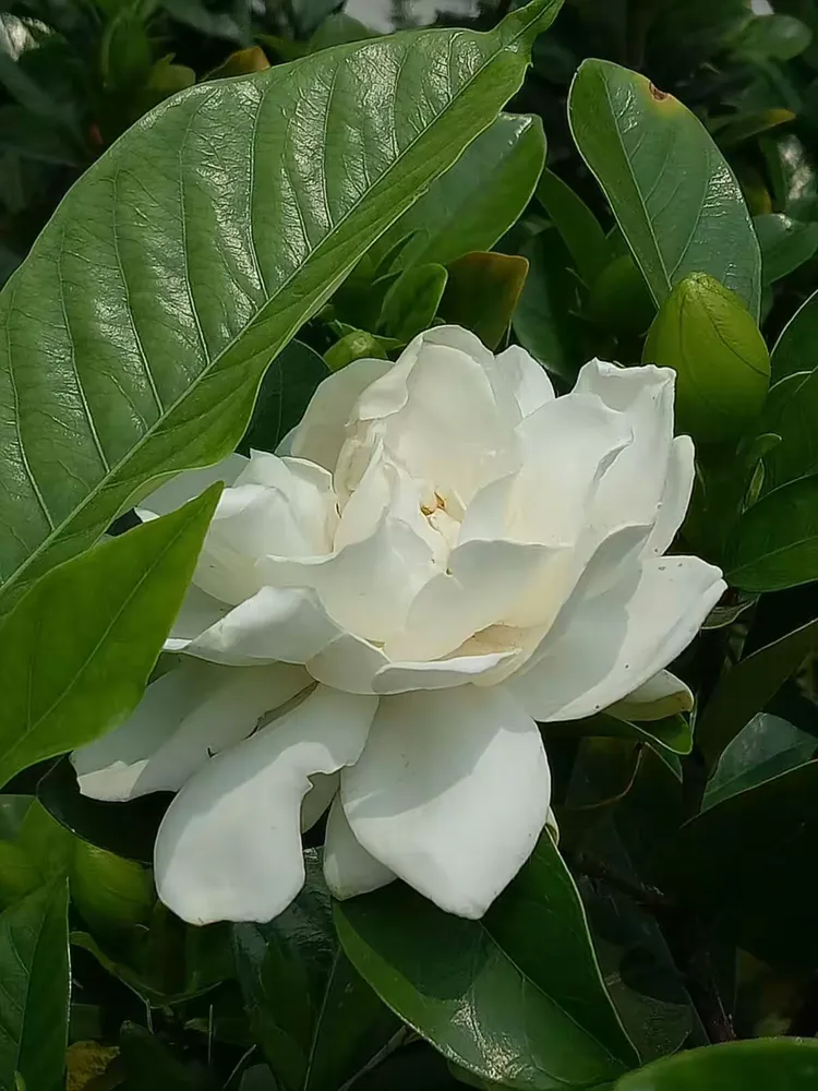 平洲天气预报预报