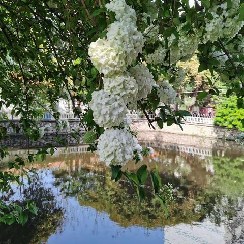 清明节遇见应城街心公园聚八仙花开