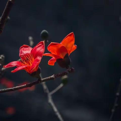 寻美昌江  春赏木棉花