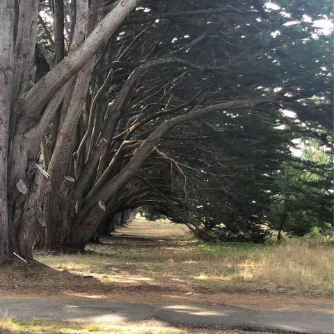 cypress-tree-tunnel