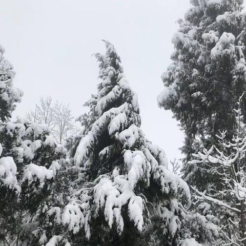 春雪