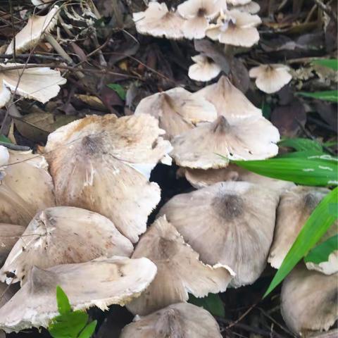深圳梧桐山 惠州古田