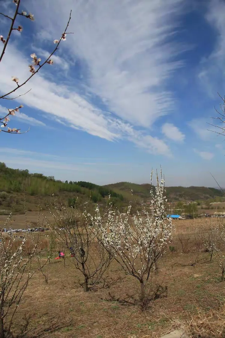 江密峰安山贡梨文化节第三天2019.5
