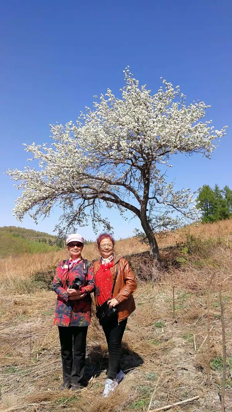 江密峰安山贡梨文化节第三天2019.5