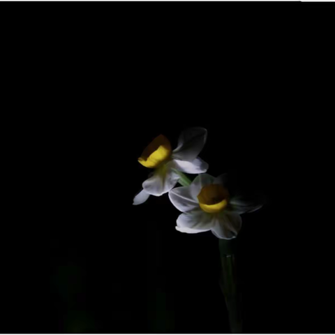 什么将会生长 What Will Grow