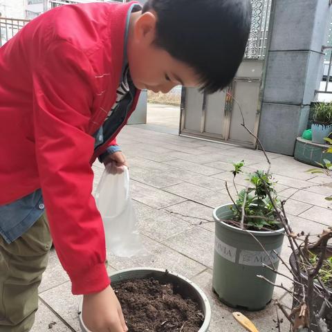 西周小学206班赖皓文种植篇