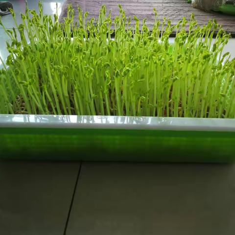 绿麻豆的国庆七天旅行记