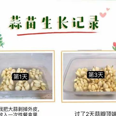 劳动有智慧 成长更多彩---巩义市第二小学线上语文+劳动学科“水培蒜苗”实践活动