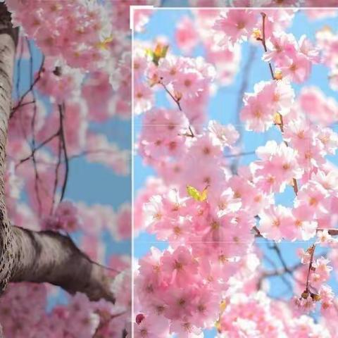 【绿小·读书月】云端凝书香，阅读聚童趣——四9班线上读书节活动