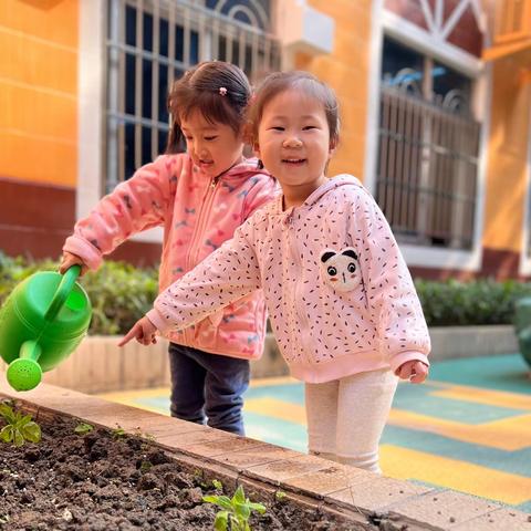 春天来了——《向日葵观察日记1》🌻