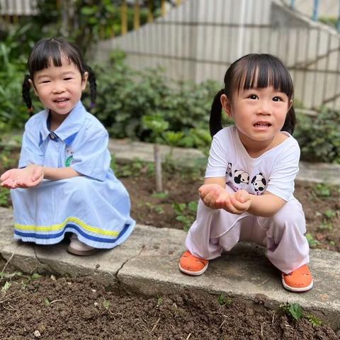 播种子——种苋菜🌱