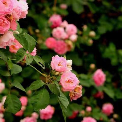 第八组居家自学第26天