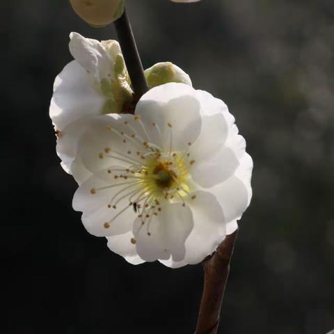 梅花绚丽迎新春