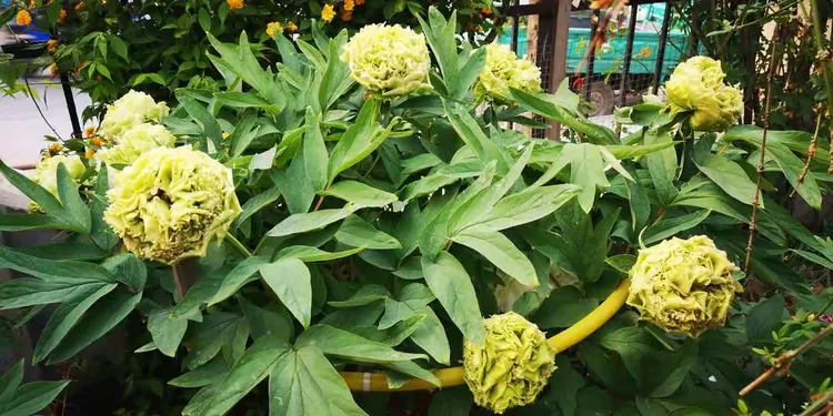 石楠树几年开花结果啊