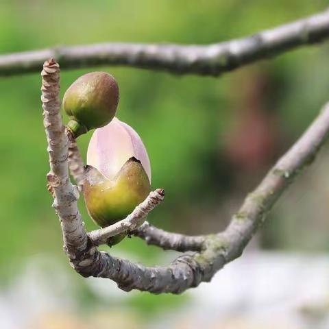 校园那株木棉树