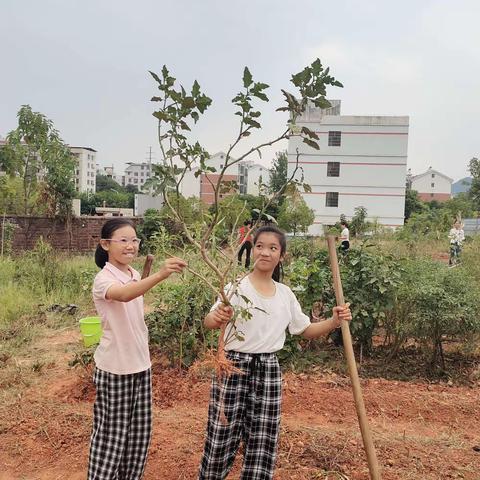 劳动最光荣——记六五班劳动实践