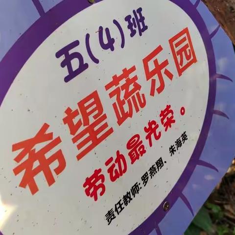 劳动最光荣——记五四班劳动实践