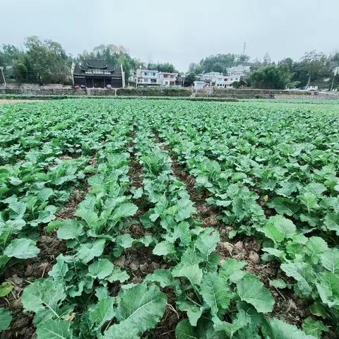 凤冈县：油菜长势喜人