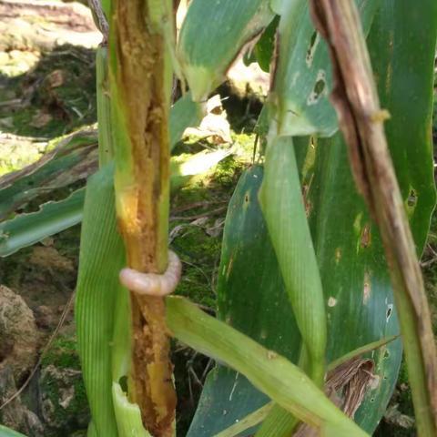 进化镇启动草地贪夜蛾防控排查