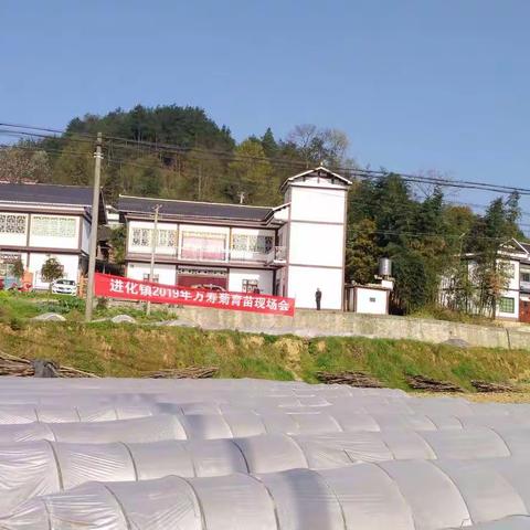 进化镇举行万寿菊育苗技术培训现场会