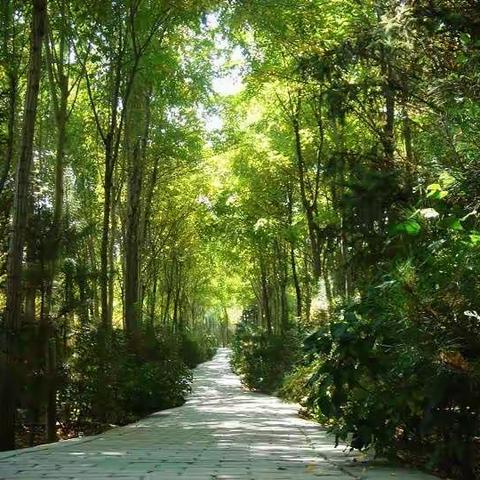 古诗：《古朗月行》