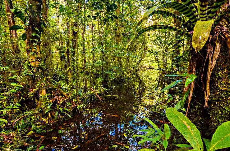 巴西亚马逊热带雨林