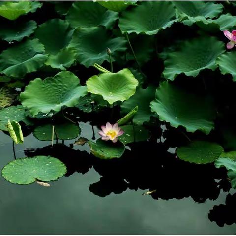 碧水～绿叶～粉莲，又是荷花满湖时。