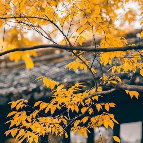 展共同课题    现异样风采——记城关南府店中心小学教研活动剪影