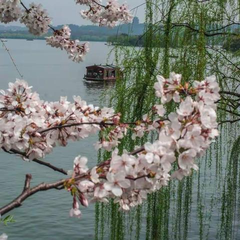 春到西湖