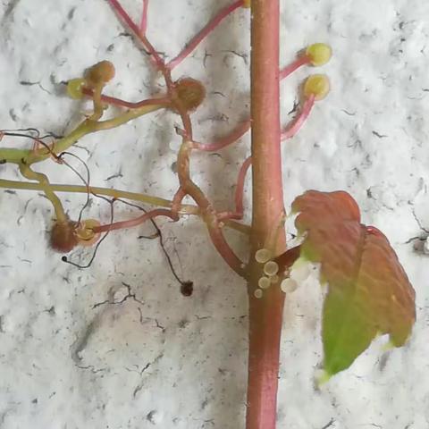 爬山虎的执着