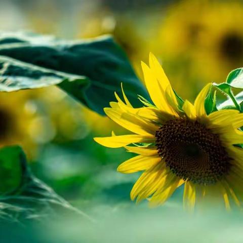 如太阳般明朗与快乐