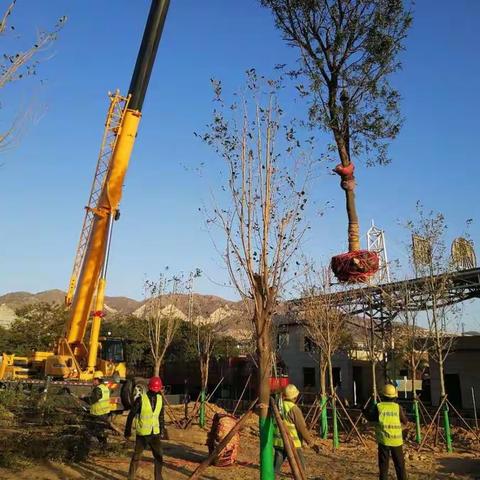 工信局2018年秋冬季绿化10月31日工作进展