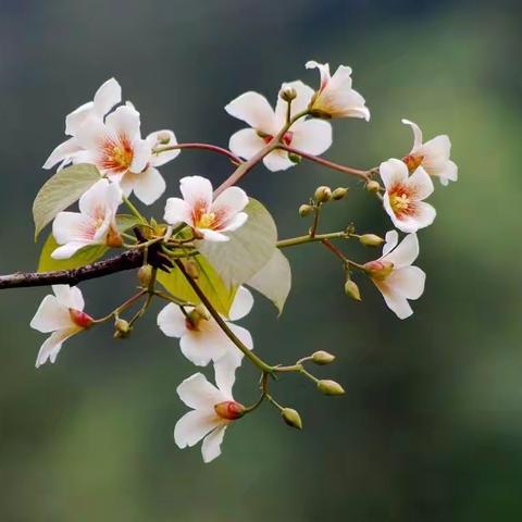 张鲁集镇轩楼小学致家长的一封信