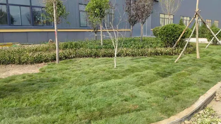 大叶黄杨栽培技术与管理视频教程
