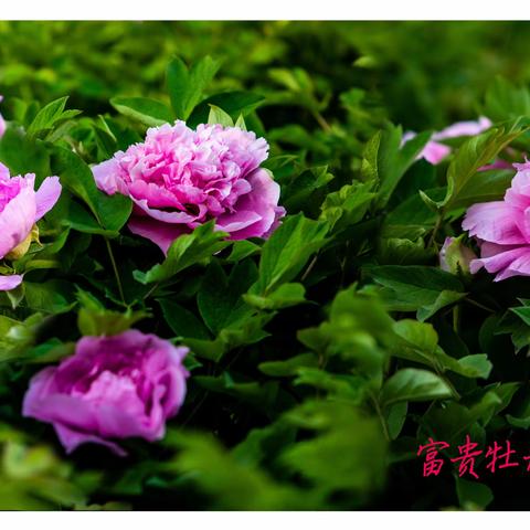 雍容华贵之牡丹